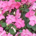 Impatiens- Coral