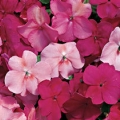 Impatiens- Cranberry Punch Mix