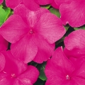 Impatiens- Lipstick