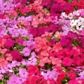 Impatiens- Paradise Mix