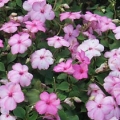 Impatiens- Pink