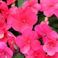 Impatiens- Punch