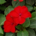 Impatiens- Red