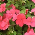 Impatiens- Salmon