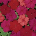 Impatiens- Samba