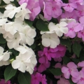 Impatiens- Seaside Mix