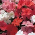 Impatiens- Sunrise