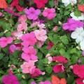 Impatiens- Super Elfin Mix