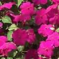 Impatiens- Violet