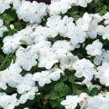 Impatiens- White