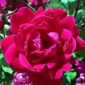 Knockout Rose- Double Red