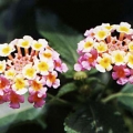 Lantana- Bloomify Rose