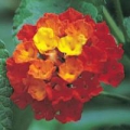 Lantana- Lucky Red