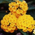 Lantana- Pure Gold