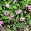 Lantana- Trailing Lavender