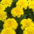 Marigold- Yellow