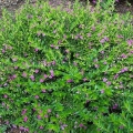 Mexican Heather