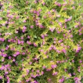 Mexican Heather- Purple