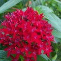 Pentas- Bright Red