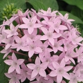 Pentas- Lavender