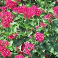 Pentas- Lipstick