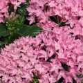 Pentas- Pink