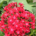 Pentas- Red Lace