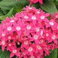 Pentas- Rose