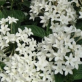 Pentas- White