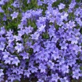 Periwinkle