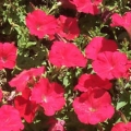 Petunia- Bright Red