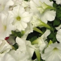 Petunia- White