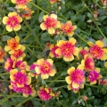 Portulaca