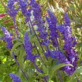 Salvia- Blue