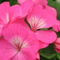 Geranium- Pink