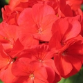 Geraniums- Red