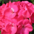 Geranium- Rose