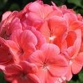 Geranium- Salmon