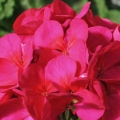 Geranium- Violet