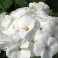 Geranium- White