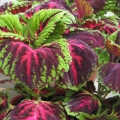 Shade Coleus- Kong Red