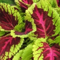 Shade Coleus- Kong Rose