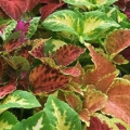 Shade Coleus- Wizard Mix