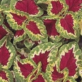 Shade Coleus- Wizard Rose