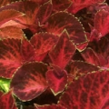 Shade Coleus- Wizard Velvet Red