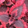 Shade Coleus- Hot Lava