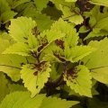 Shade Coleus- Pineapple