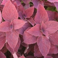 Shade Coleus- Sunset