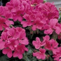 Trailing Geranium- Coral