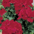 Trailing Geranium- Deep Red